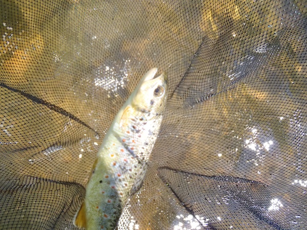 Bear Creek Brown Trout | Tenkara Talk