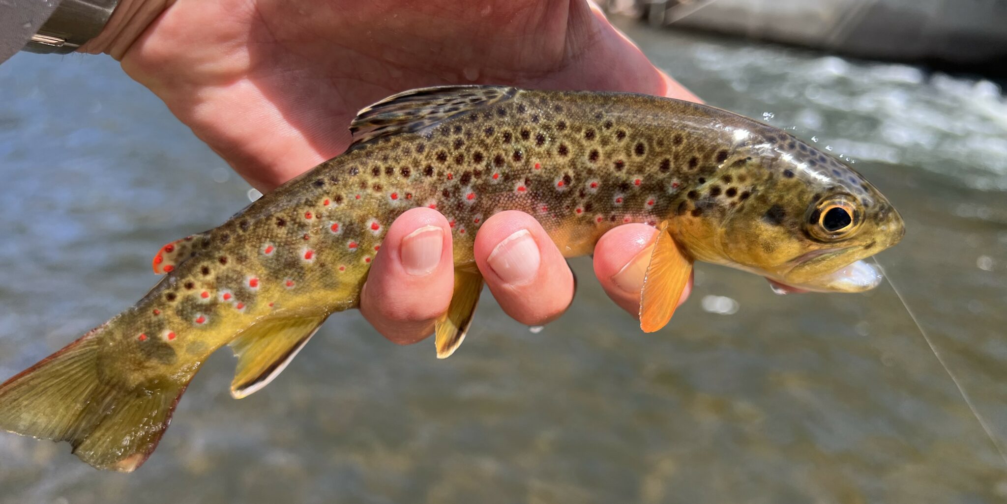 fish | Tenkara Talk